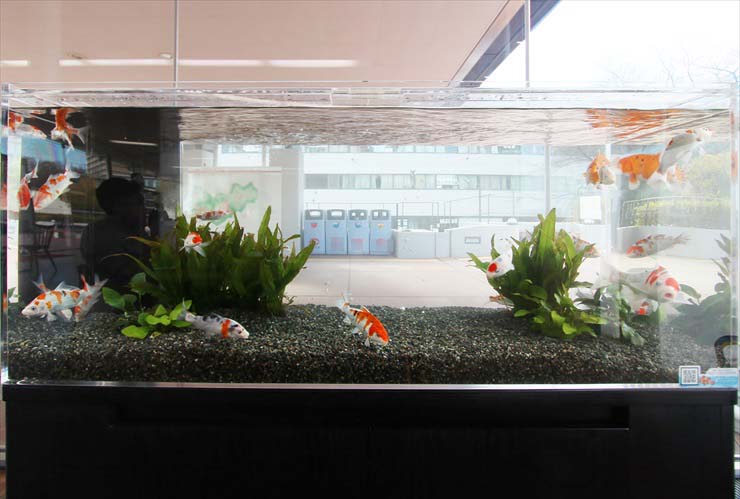 泳ぐ宝石と呼ばれる錦鯉の水槽を大学に設置 京都アクアガーデン