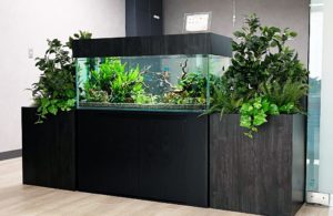 京都市 オフィスに緑豊かな120cm淡水魚水槽を設置
